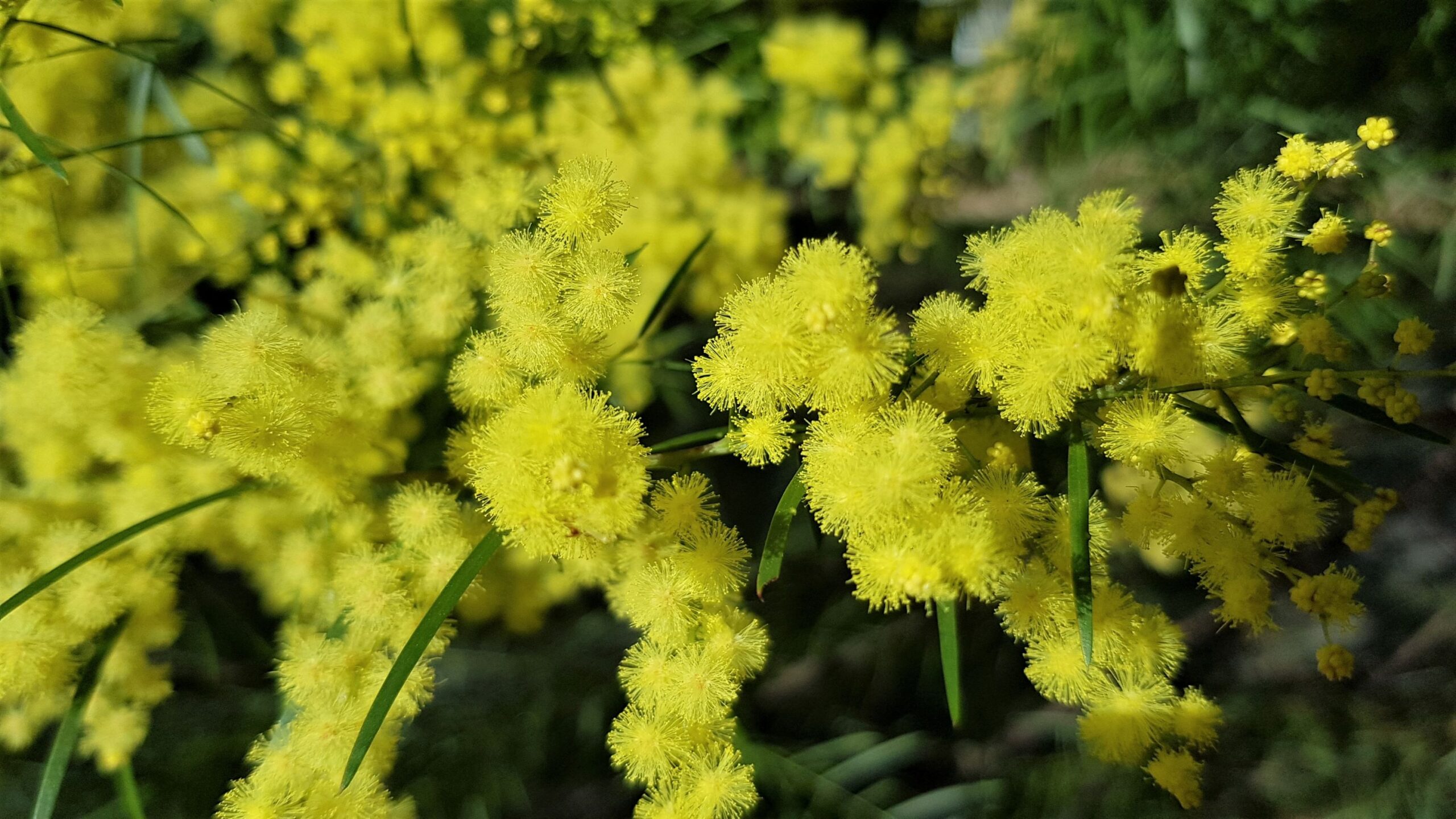 Eprapah wattle will be front and centre for National Wattle Day